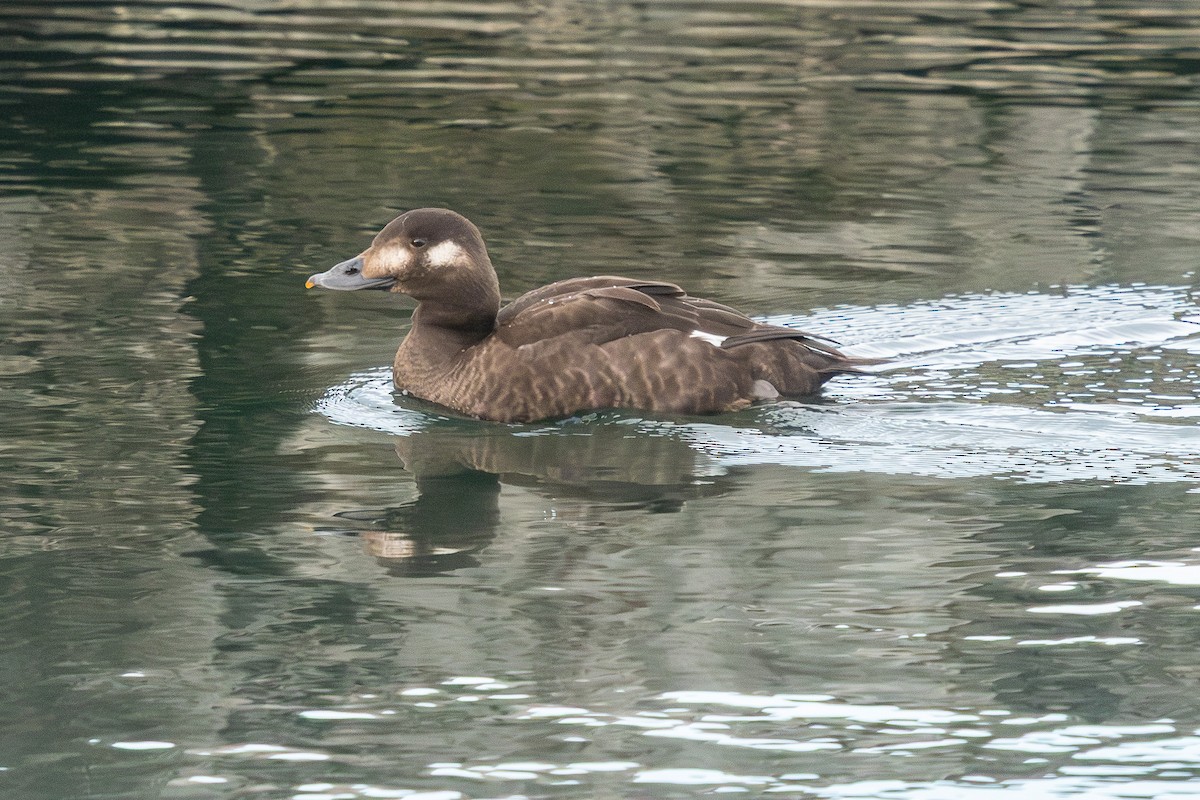 White-winged Scoter - ML643938102