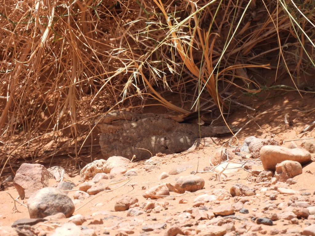 Egyptian Nightjar - ML643938106