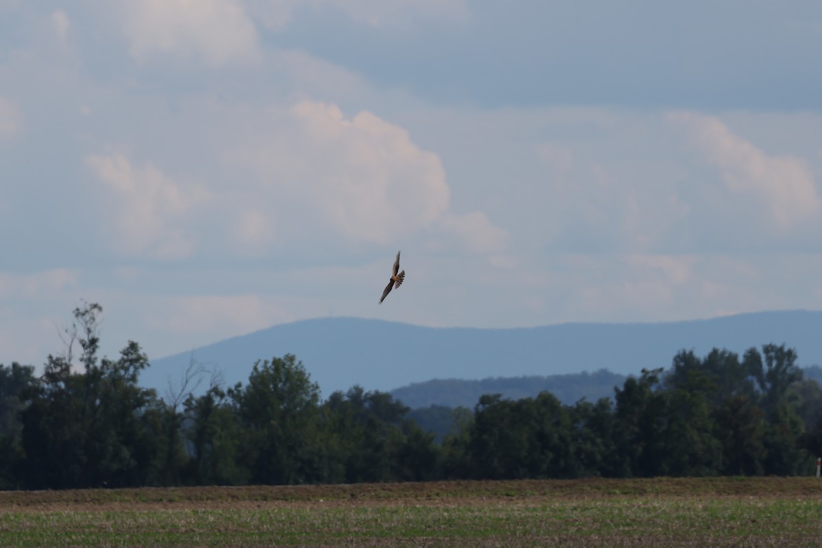 Montagu's Harrier - ML643938107