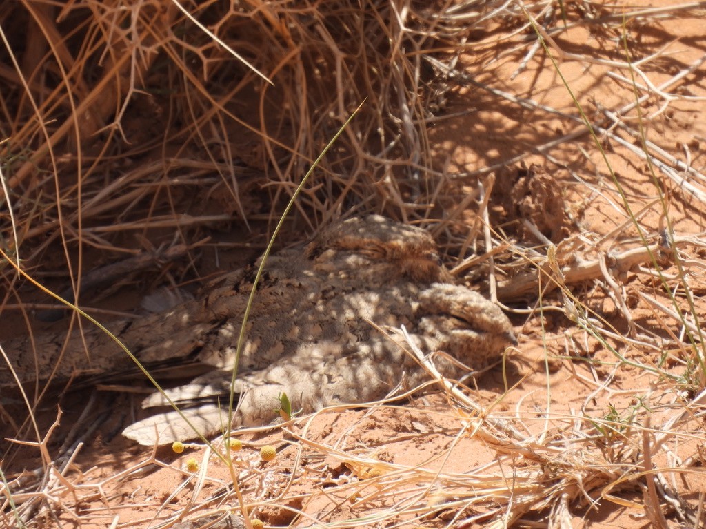 Egyptian Nightjar - ML643938109