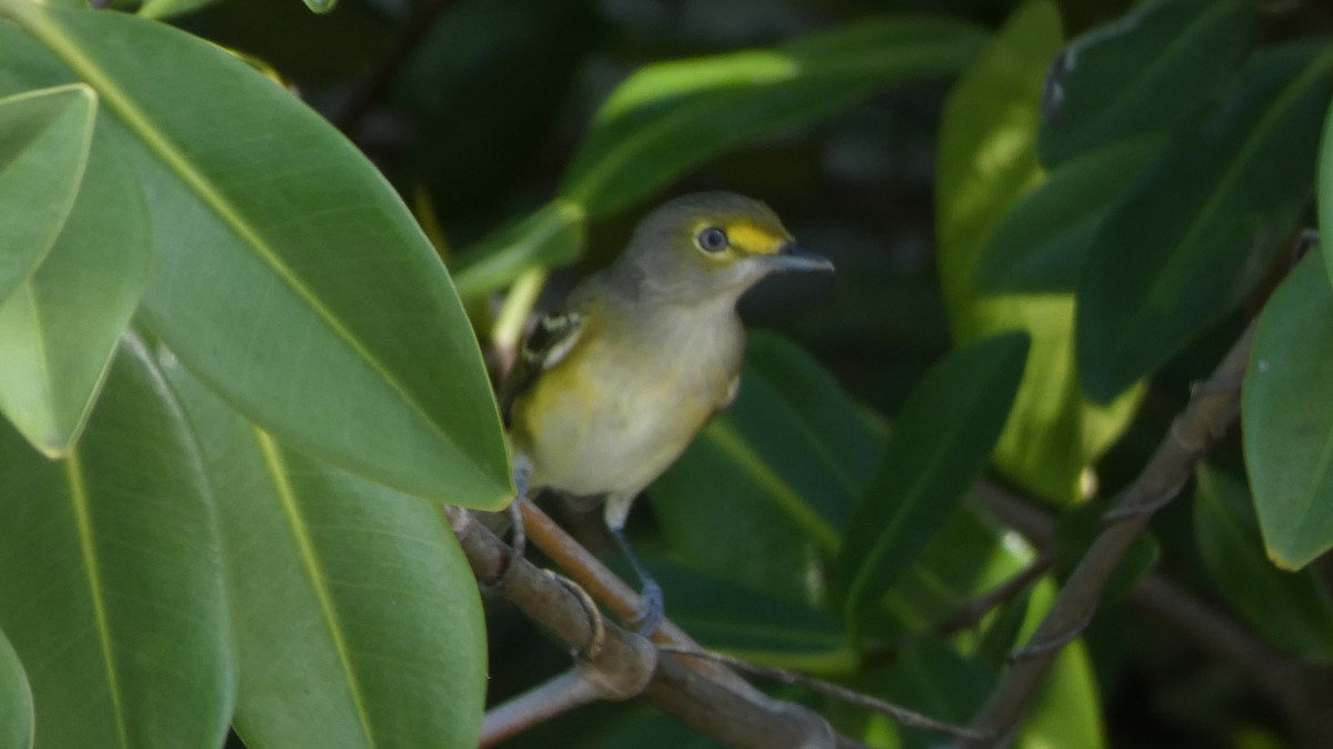 White-eyed Vireo - ML643938111