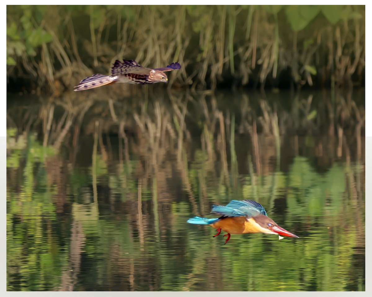 Stork-billed Kingfisher - ML643938126