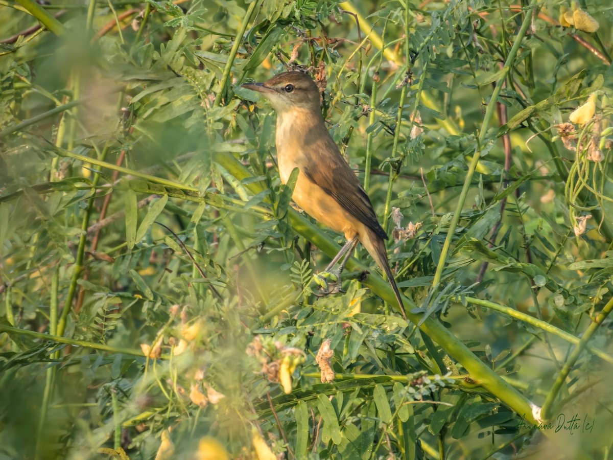 Clamorous Reed Warbler - ML643938147