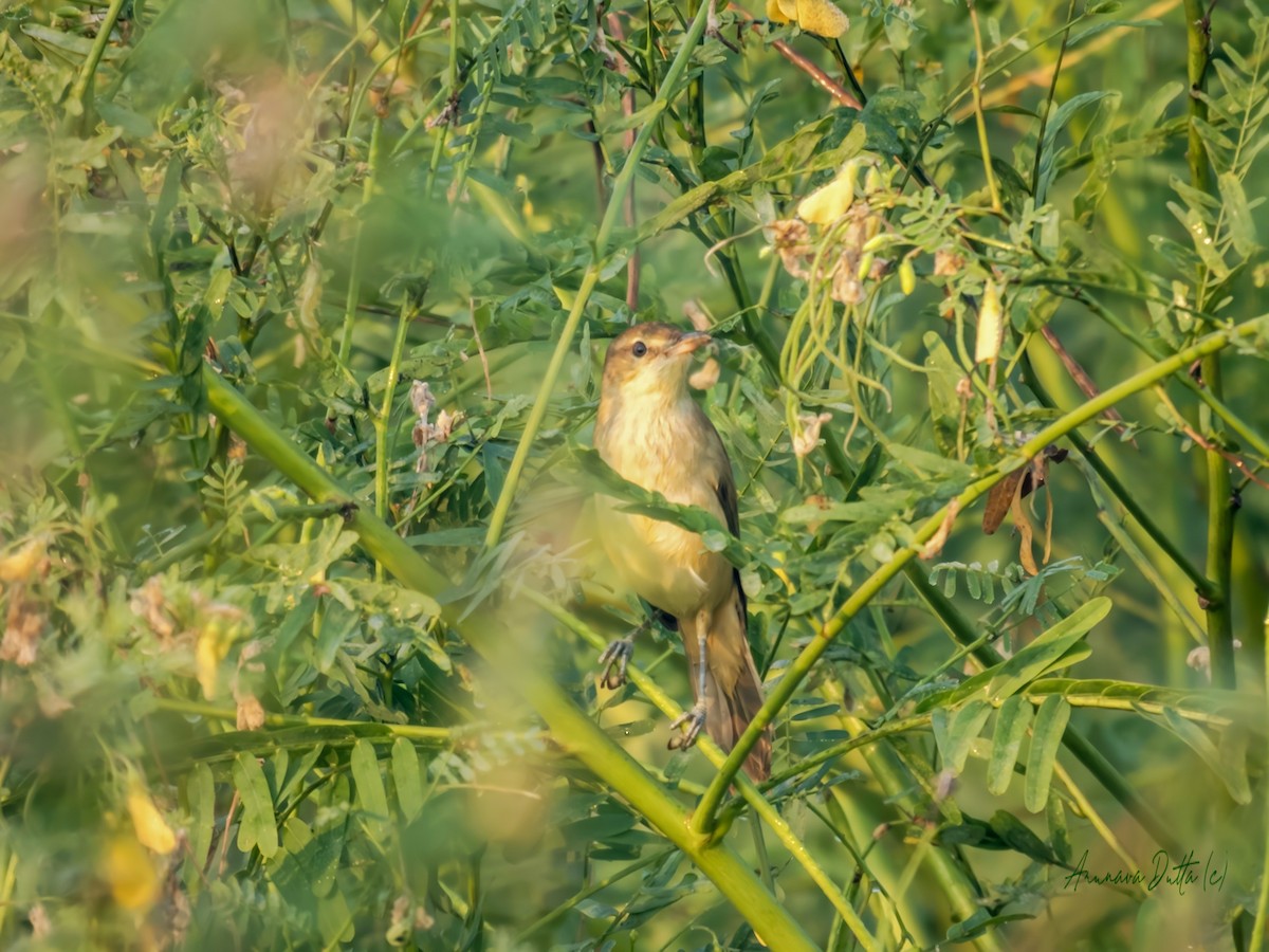 Clamorous Reed Warbler - ML643938148