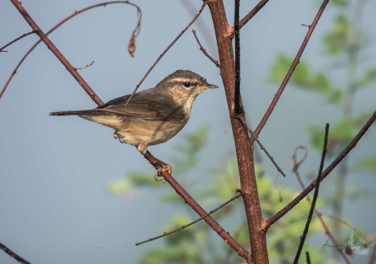 Бүхт дууч шувуу - ML643938156