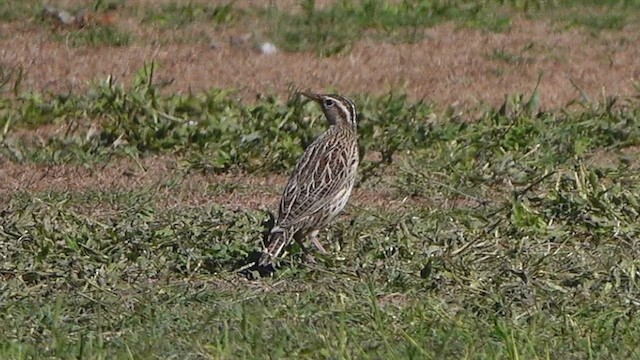 Western Meadowlark - ML643938163