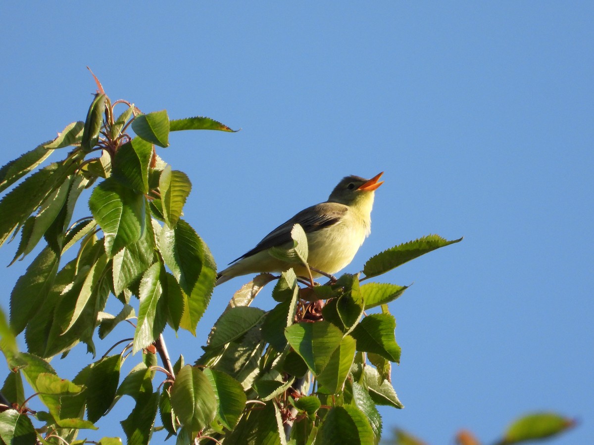 Icterine Warbler - ML643938168