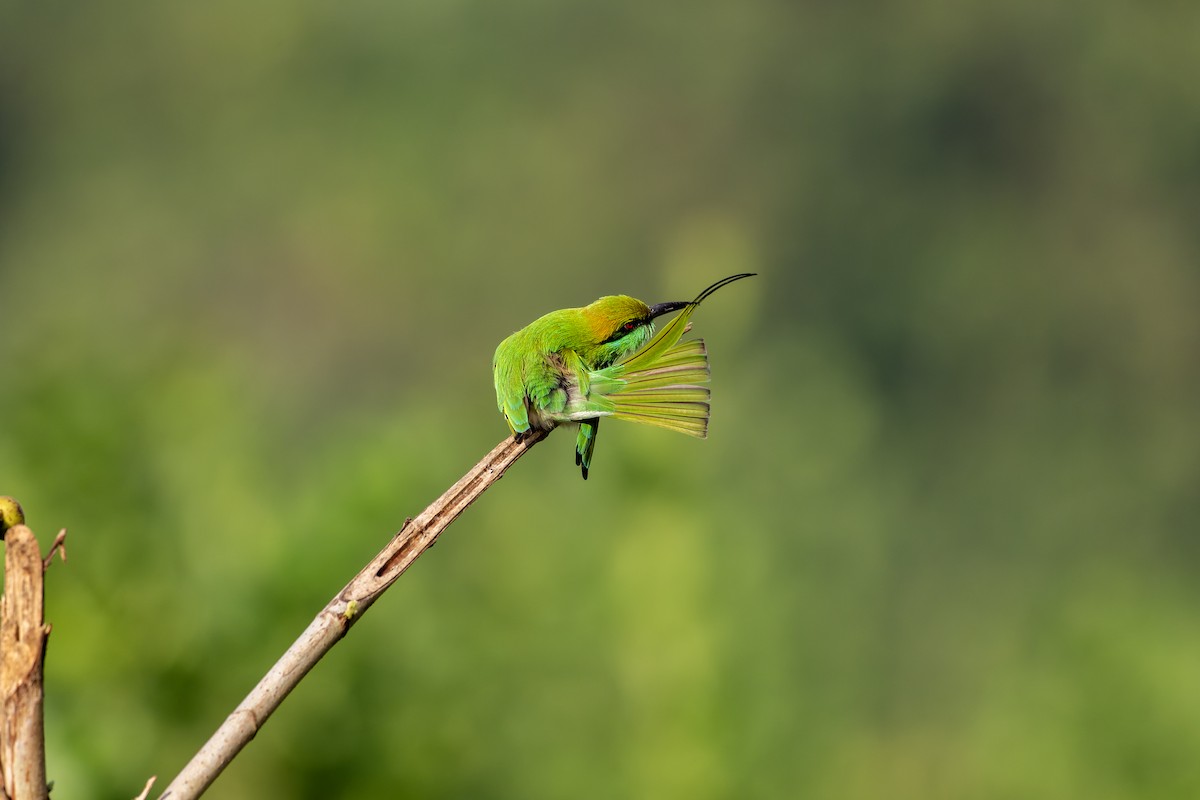 Asian Green Bee-eater - ML643938171