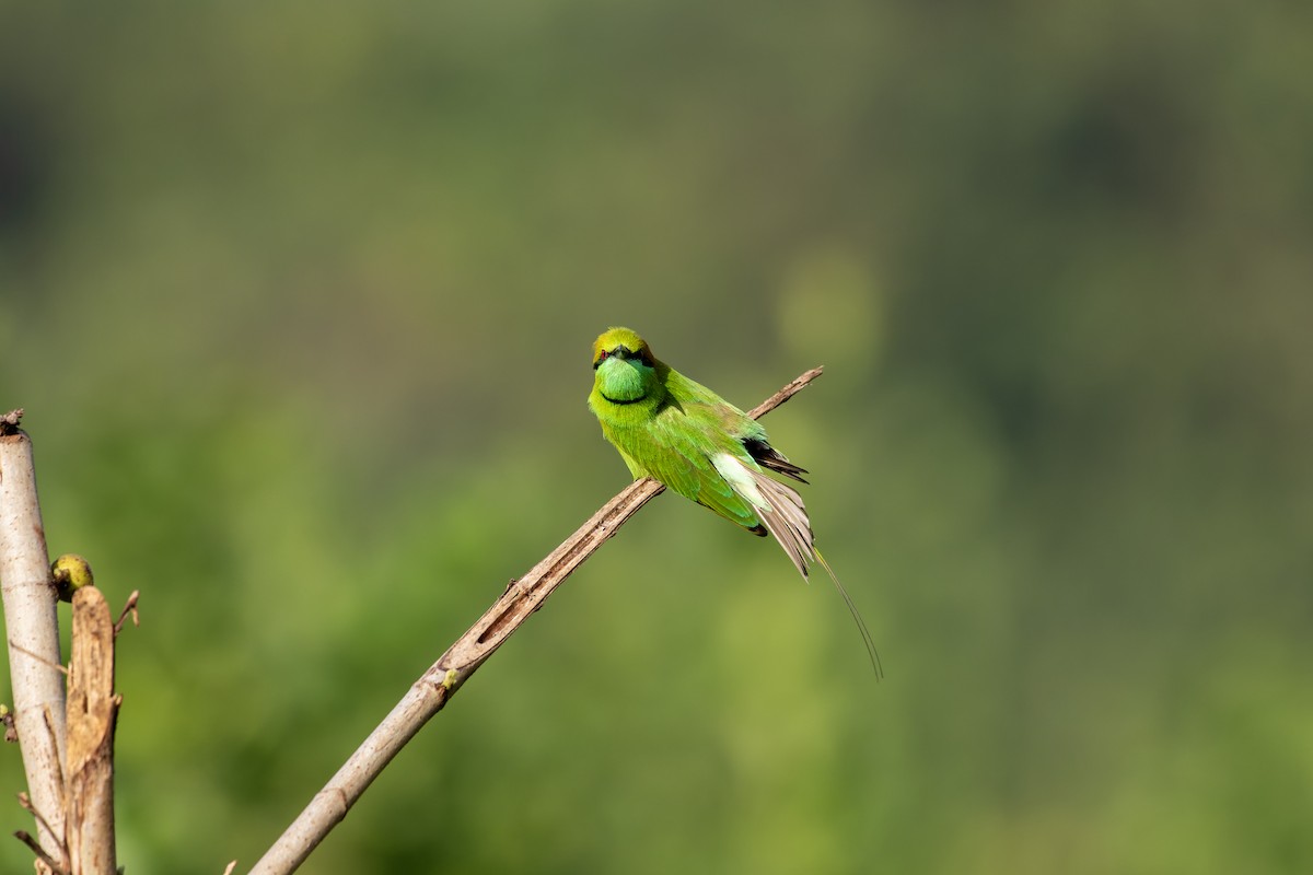 Asian Green Bee-eater - ML643938172