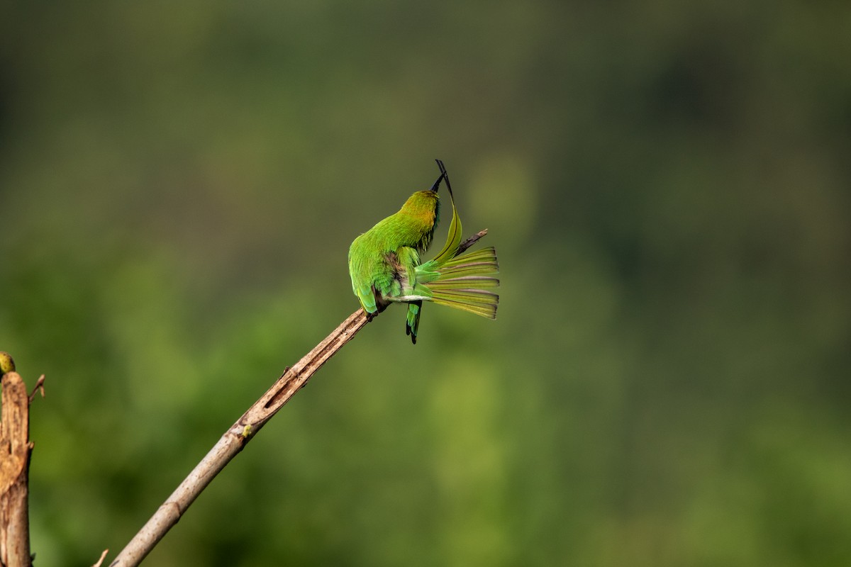 Asian Green Bee-eater - ML643938173