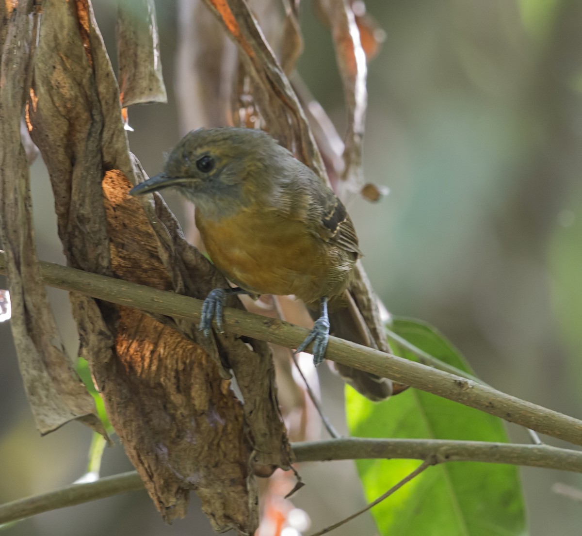 Dusky Antbird - ML643938176