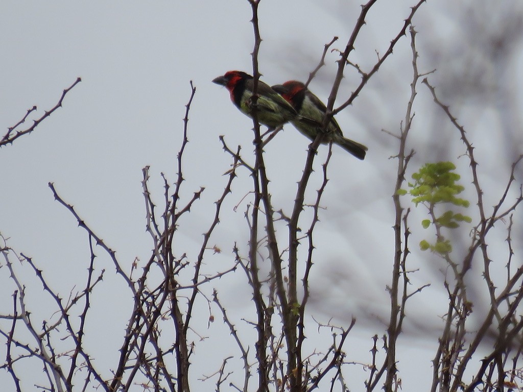 Black-collared Barbet - ML643938180