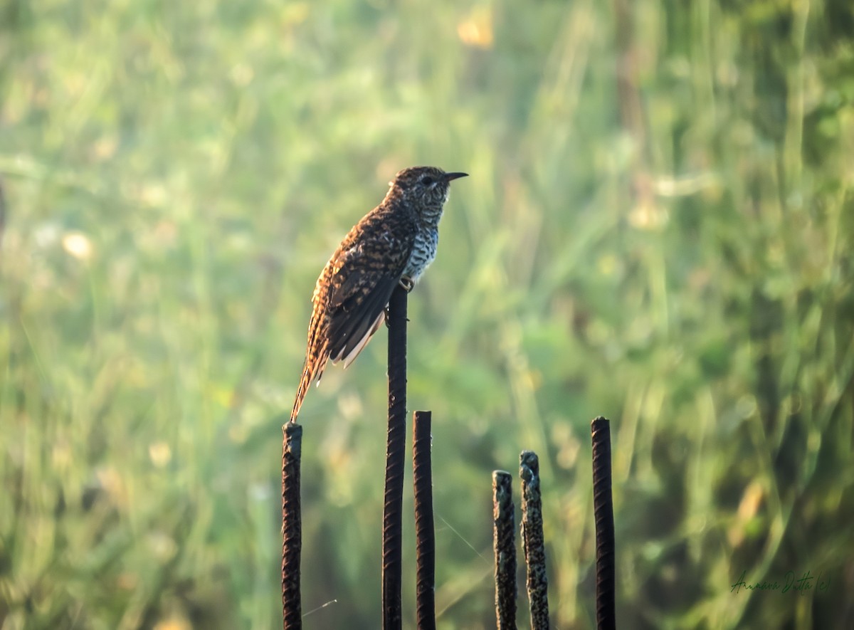 Plaintive Cuckoo - ML643938183