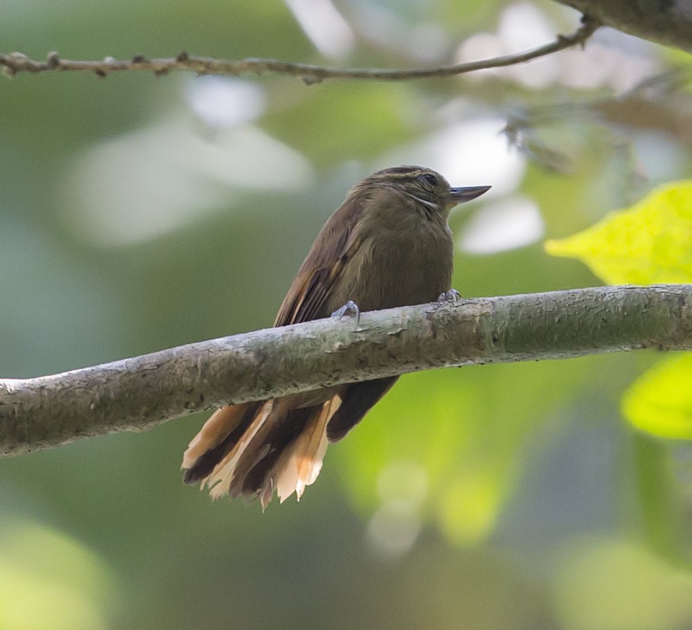 Northern Plain-Xenops - ML643938184