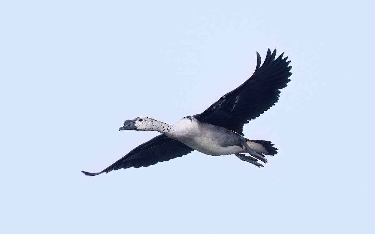 Knob-billed Duck - ML643938193