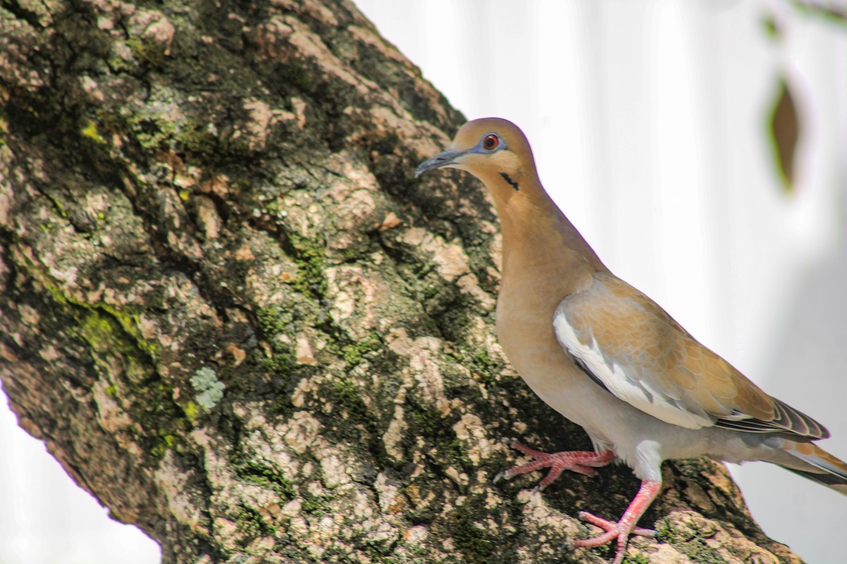 White-winged Dove - ML643938197