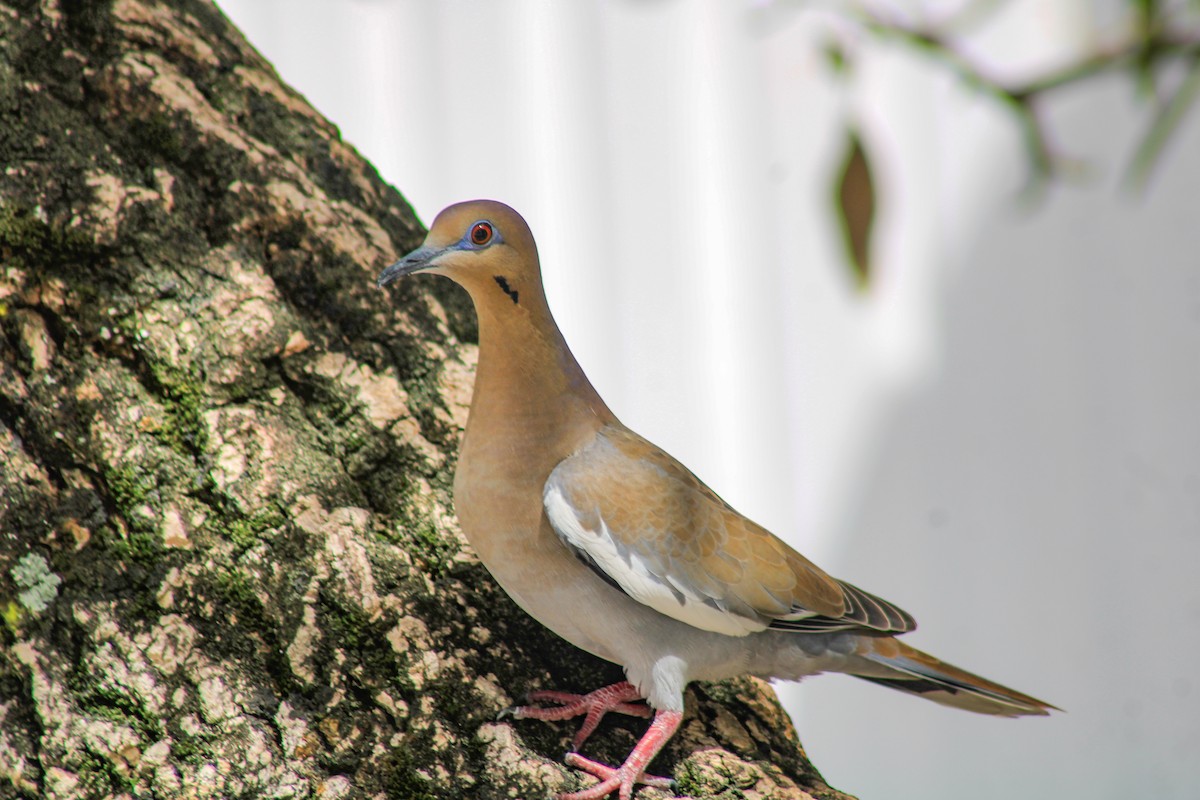 White-winged Dove - ML643938198