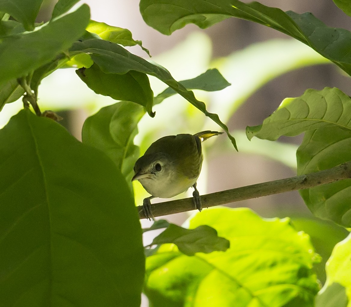 Lesser Greenlet - ML643938206