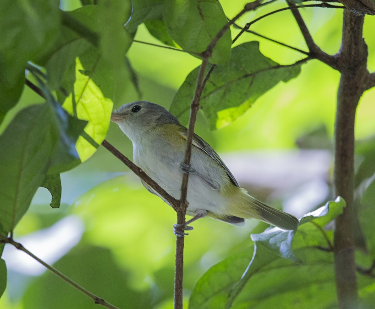 Lesser Greenlet - ML643938207