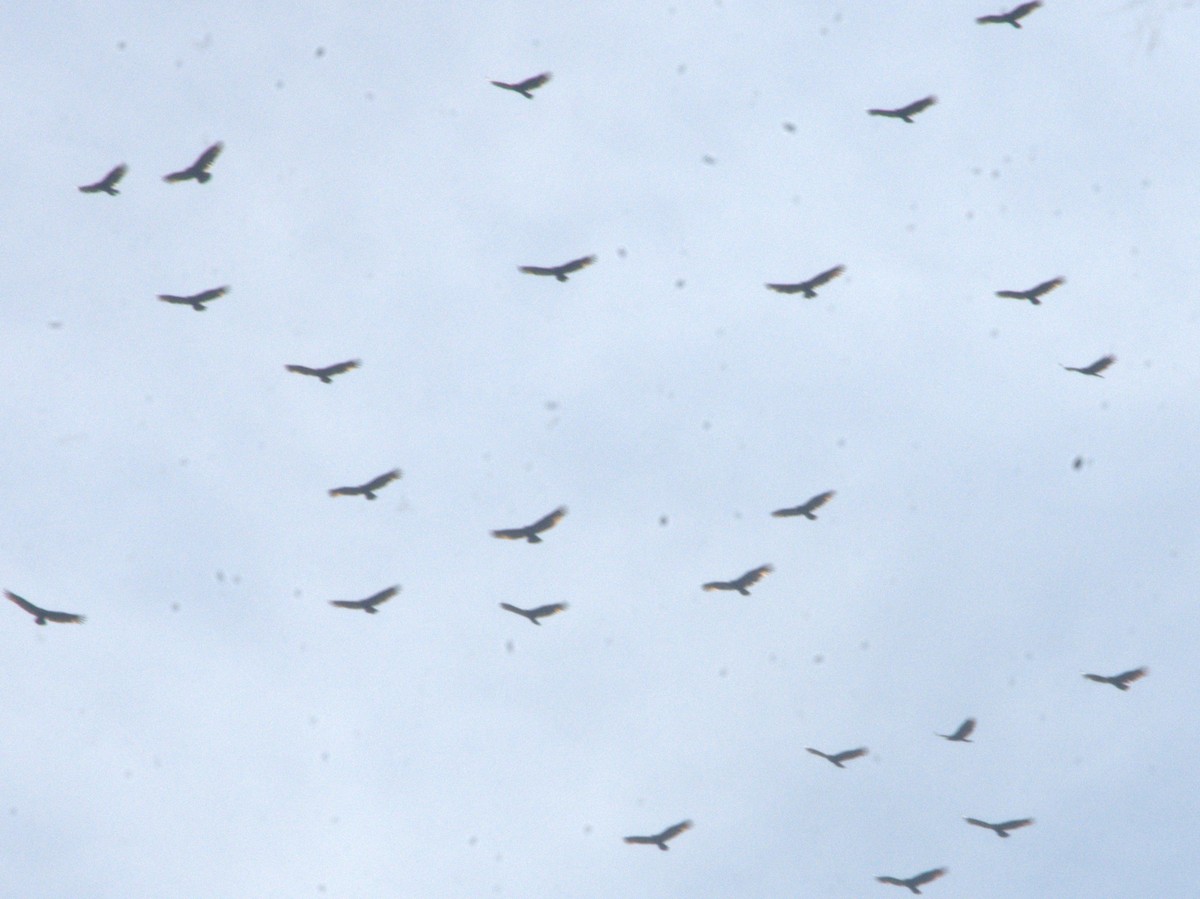 Turkey Vulture - ML643938210