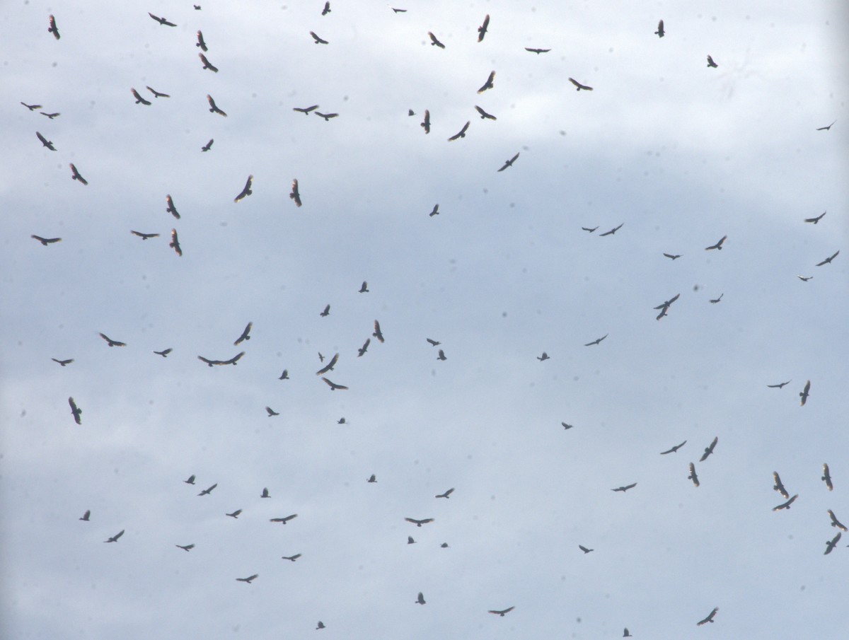 Turkey Vulture - ML643938211