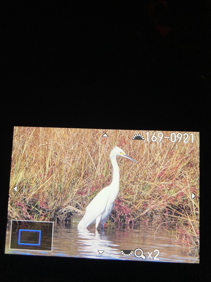 Snowy Egret - ML643938216