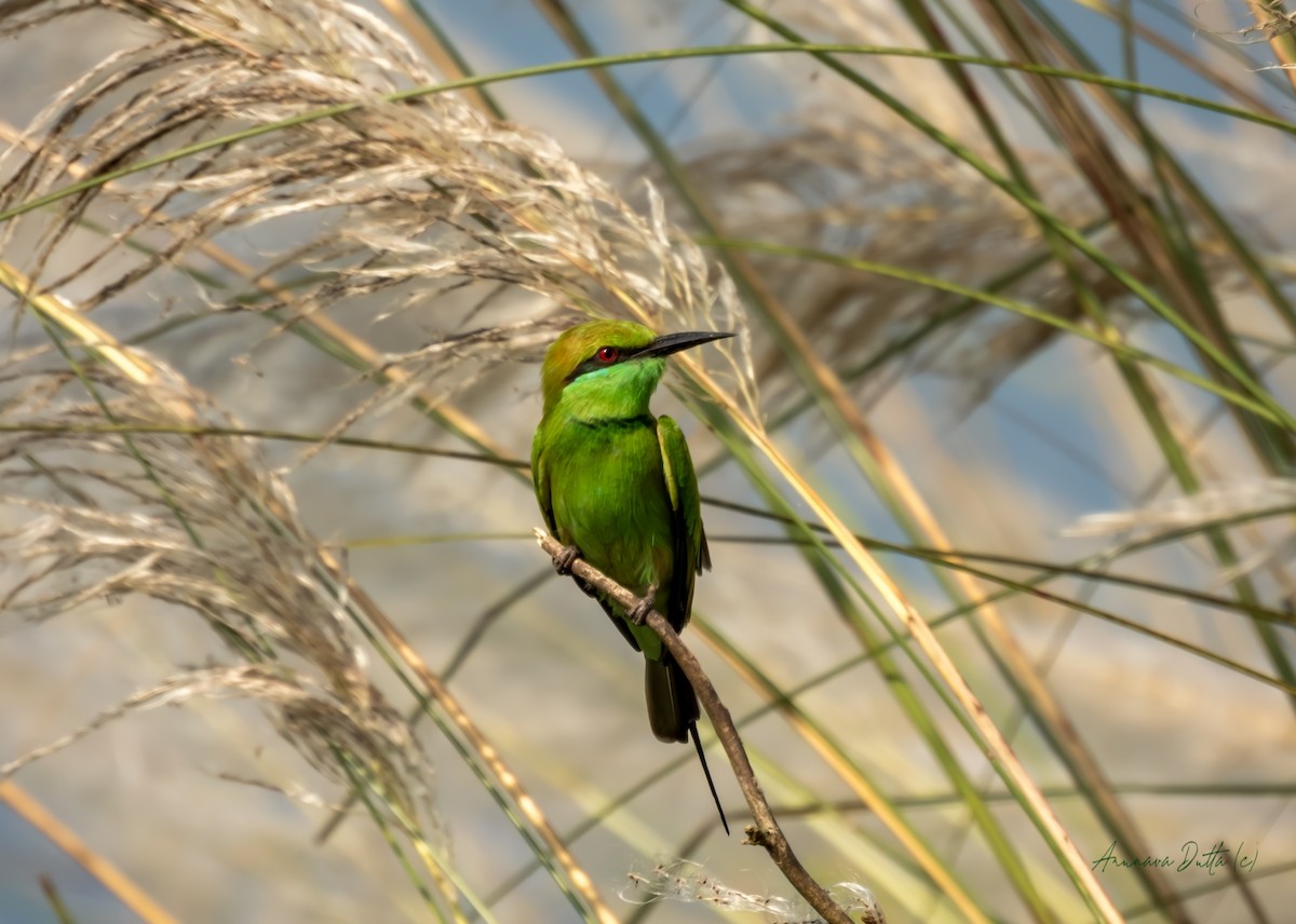 Asian Green Bee-eater - ML643938233