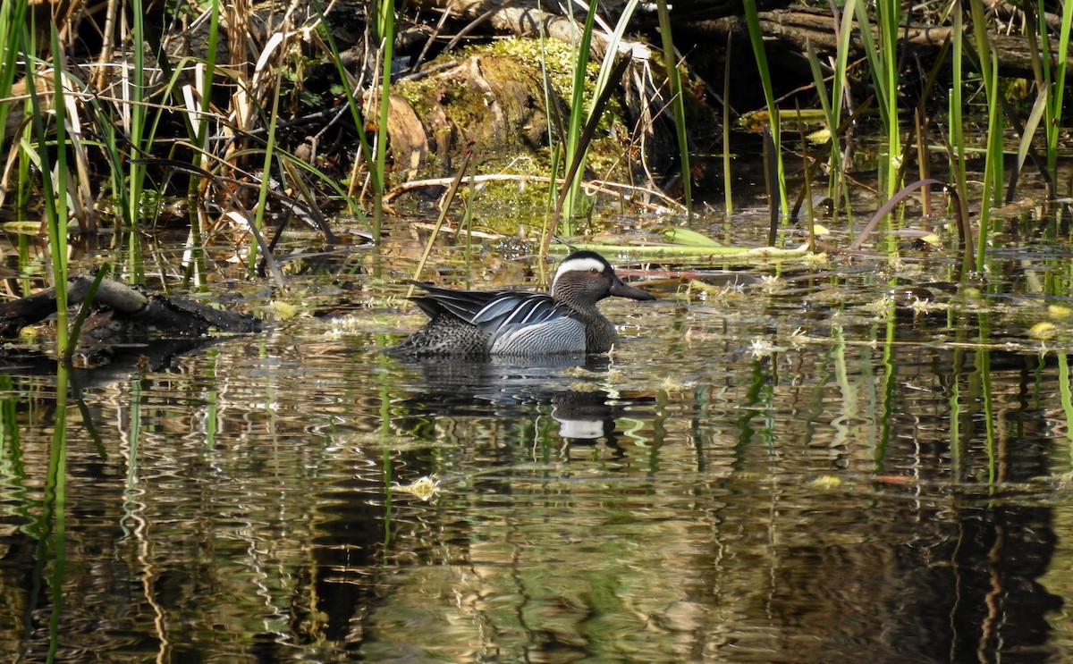 Garganey - ML643938253