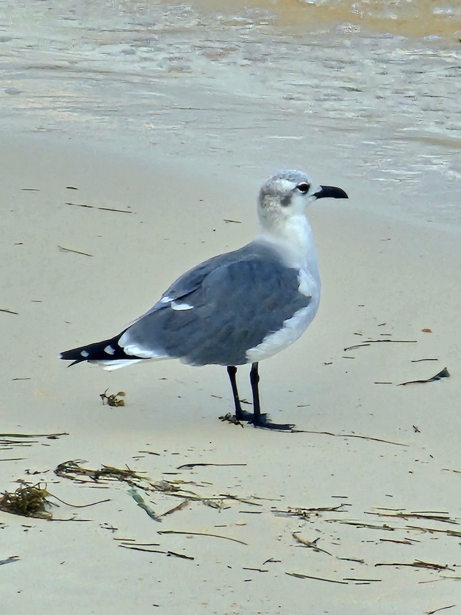 笑鷗 - ML643938255