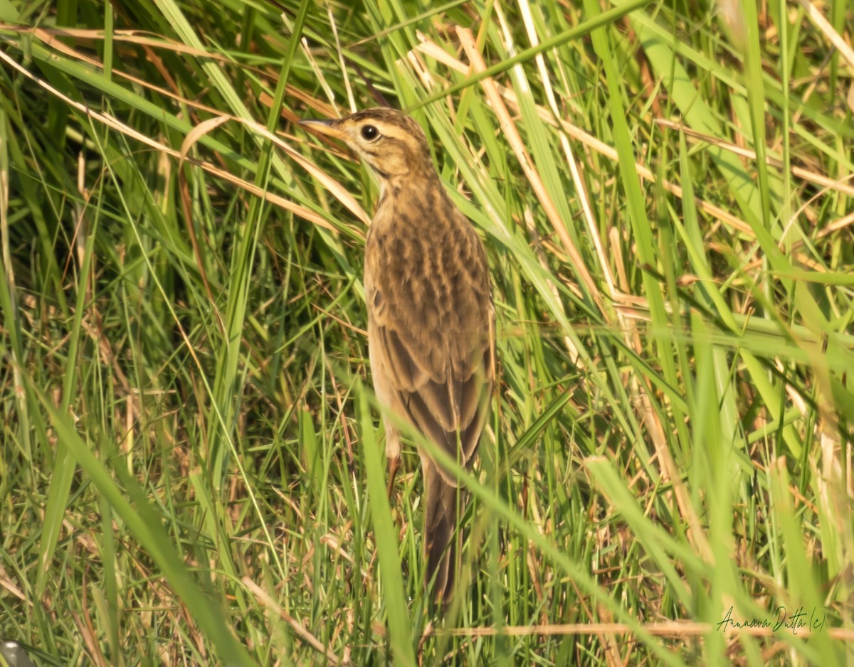 Blyth's Pipit - ML643938259