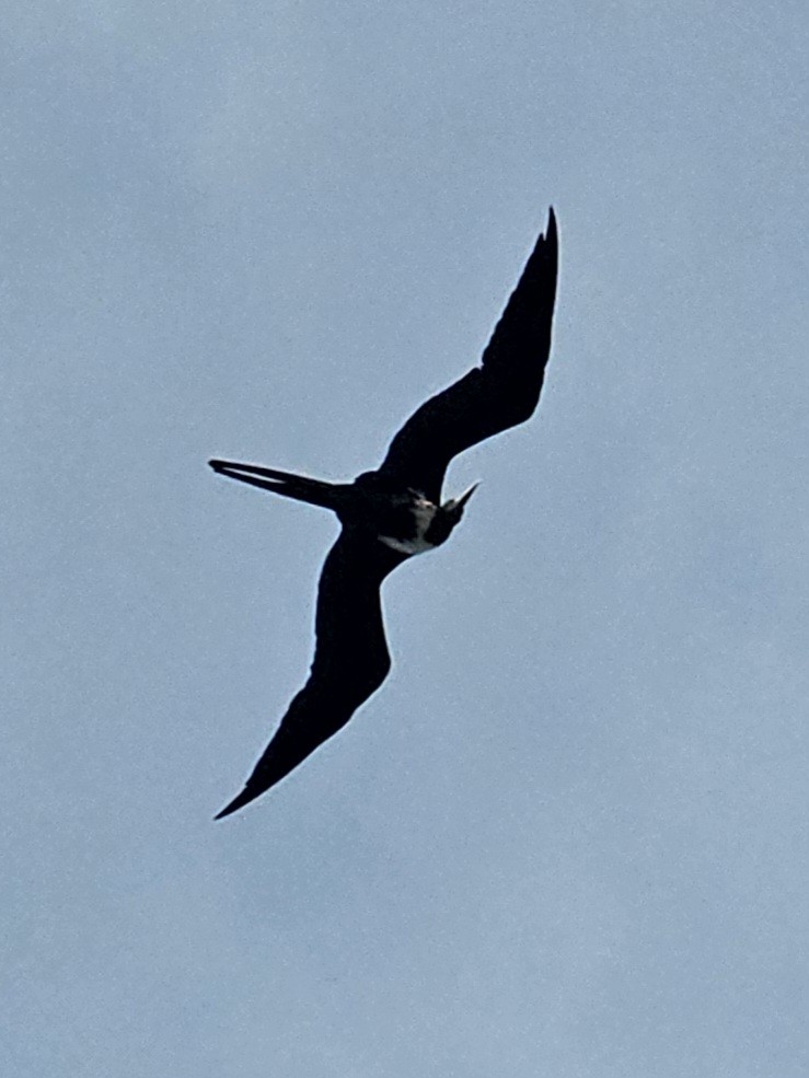 Magnificent Frigatebird - ML643938260