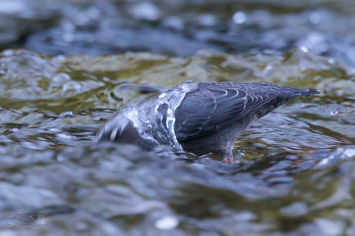 Mirlo Acuático Norteamericano - ML643938267