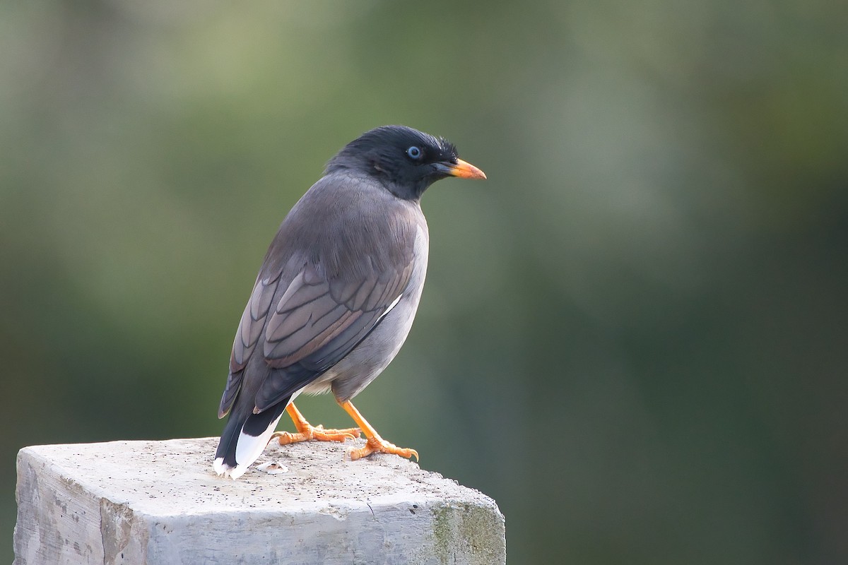 Jungle Myna - ML643938286