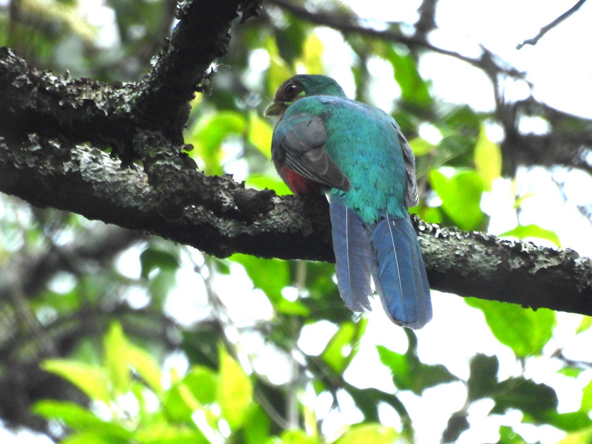 Narina Trogon - ML643938289