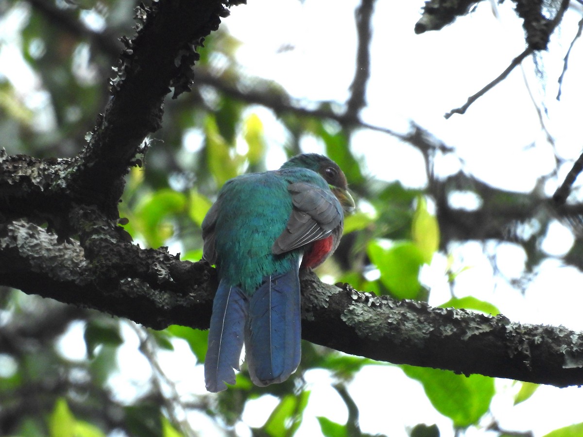 Narina Trogon - ML643938290