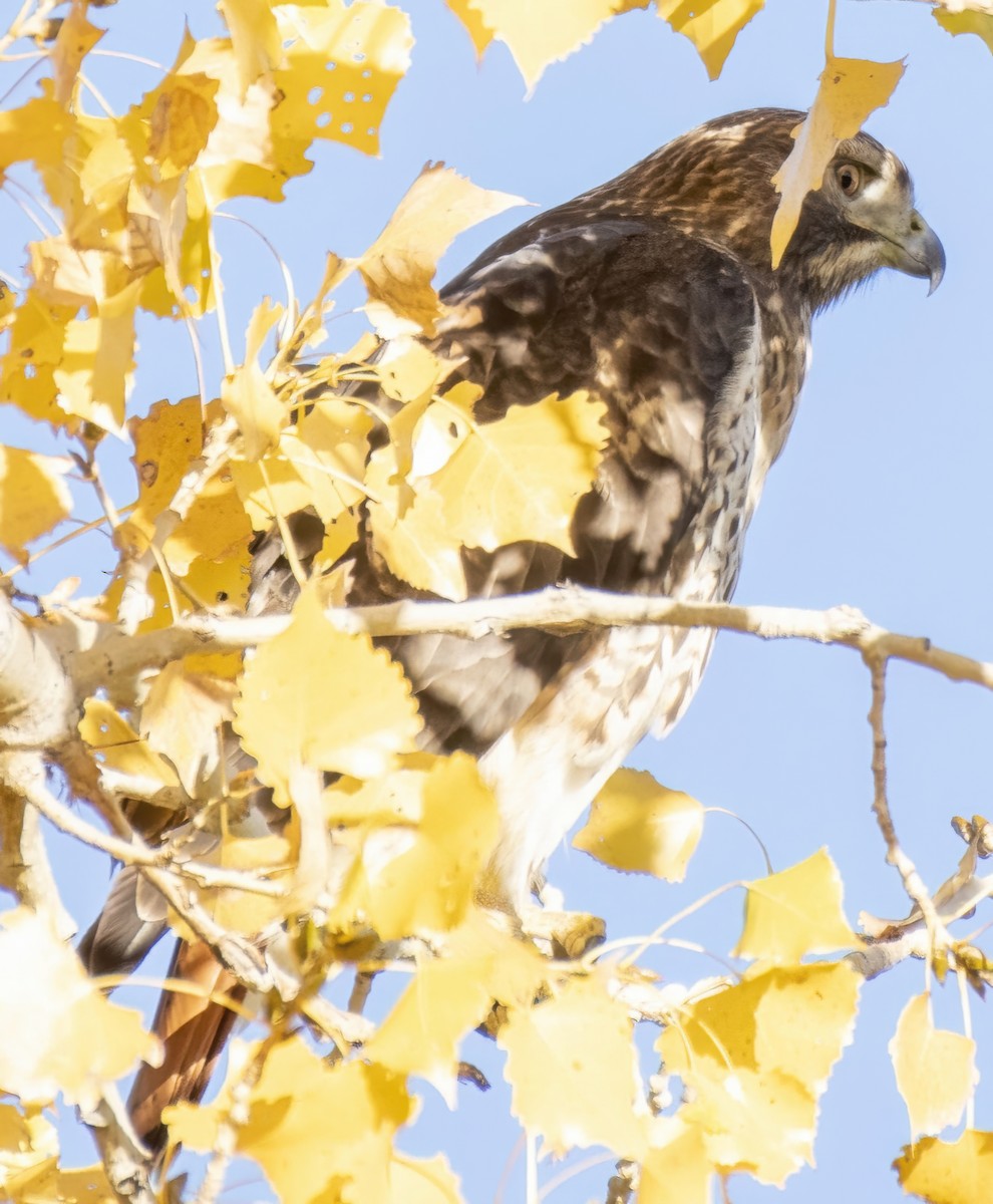 Red-tailed Hawk - ML643938308
