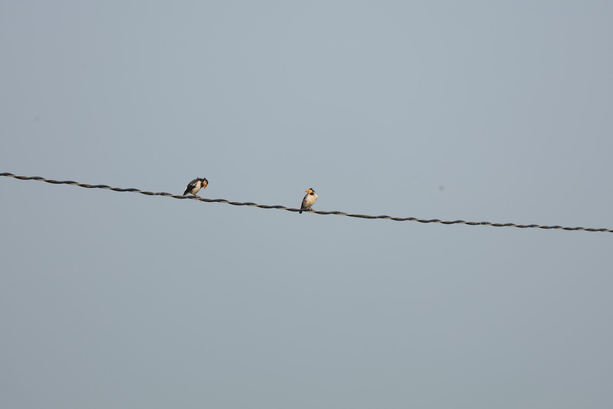 印度鵲椋鳥 - ML643938316