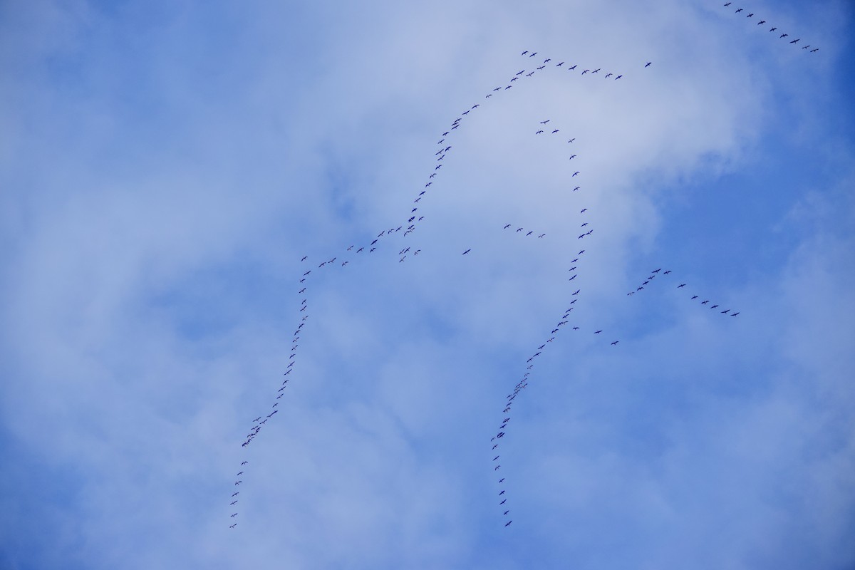 Snow Goose - ML643938354
