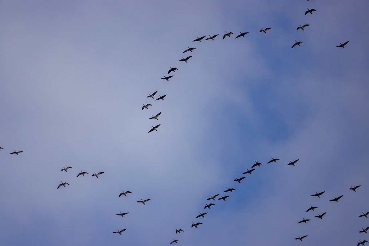 Snow Goose - ML643938355