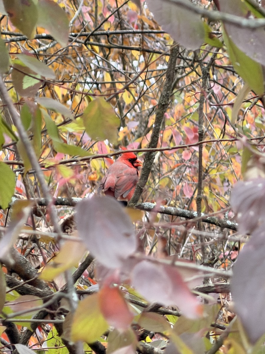 Northern Cardinal - ML643938365