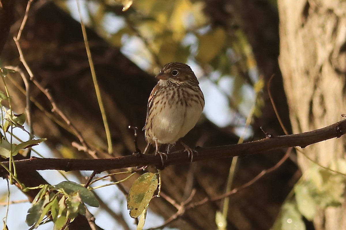 Vesper Sparrow - ML643938390