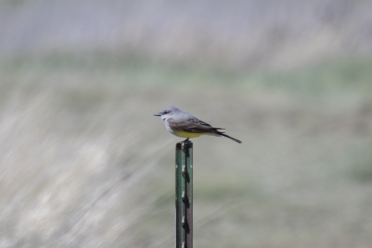 Western Kingbird - ML643938394