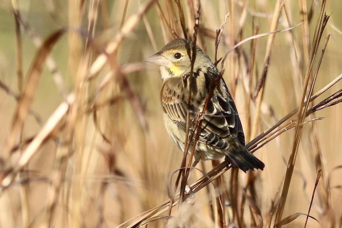 Dickcissel - ML643938401