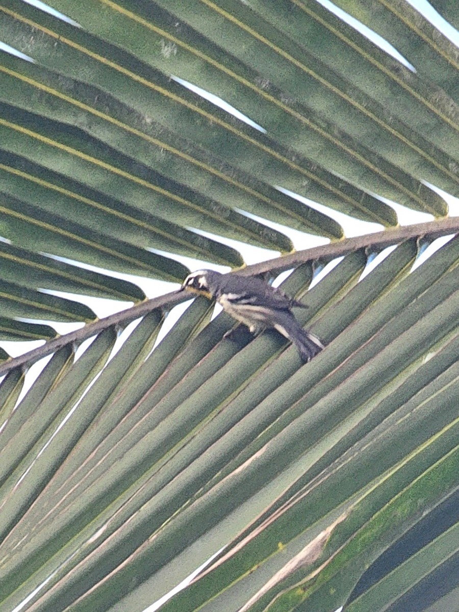 Yellow-throated Warbler - ML643938429