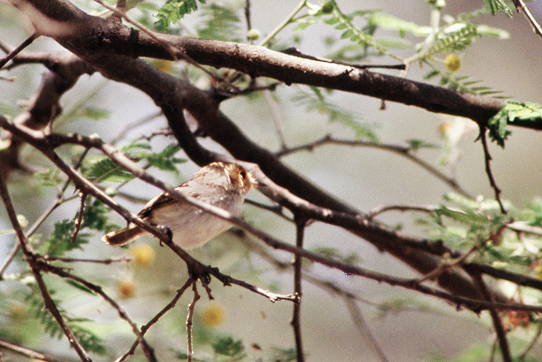 Fulvous-faced Scrub-Tyrant - ML643938438