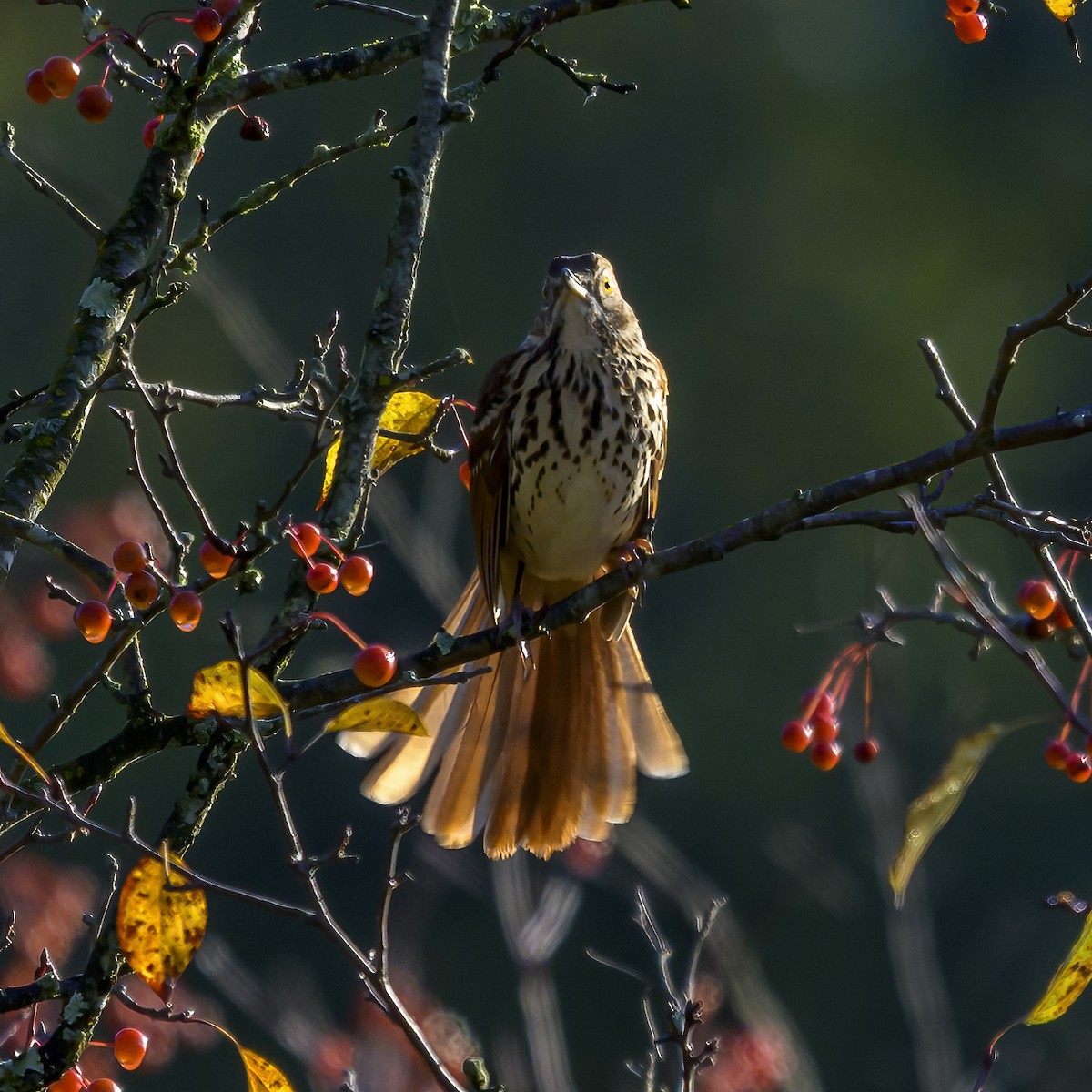 brunspottefugl - ML643938439