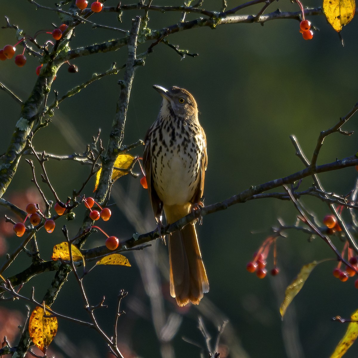 brunspottefugl - ML643938440