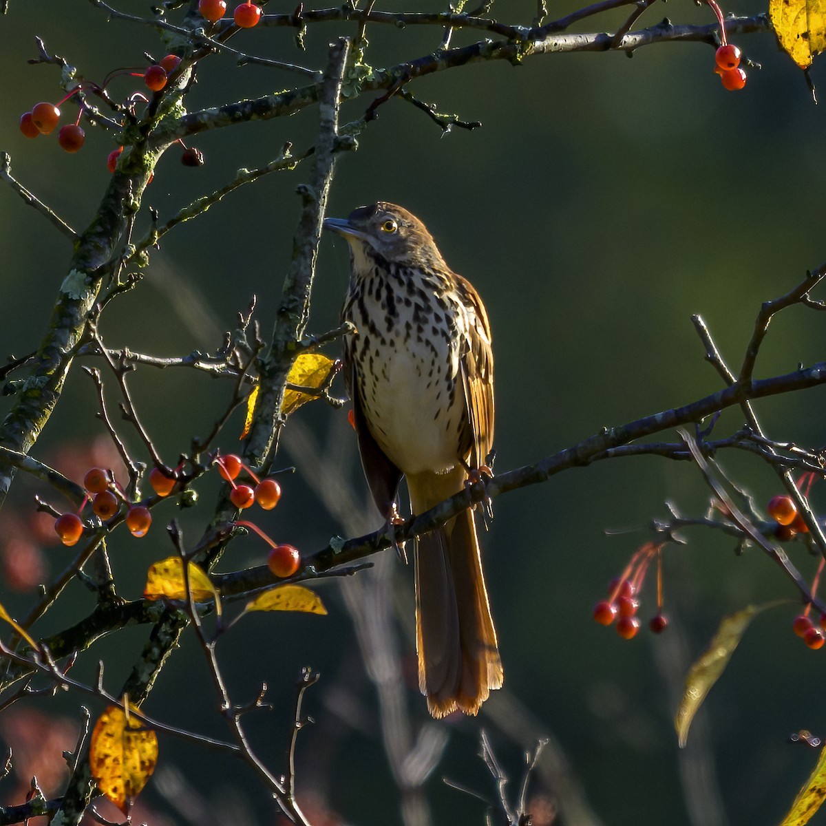 brunspottefugl - ML643938441