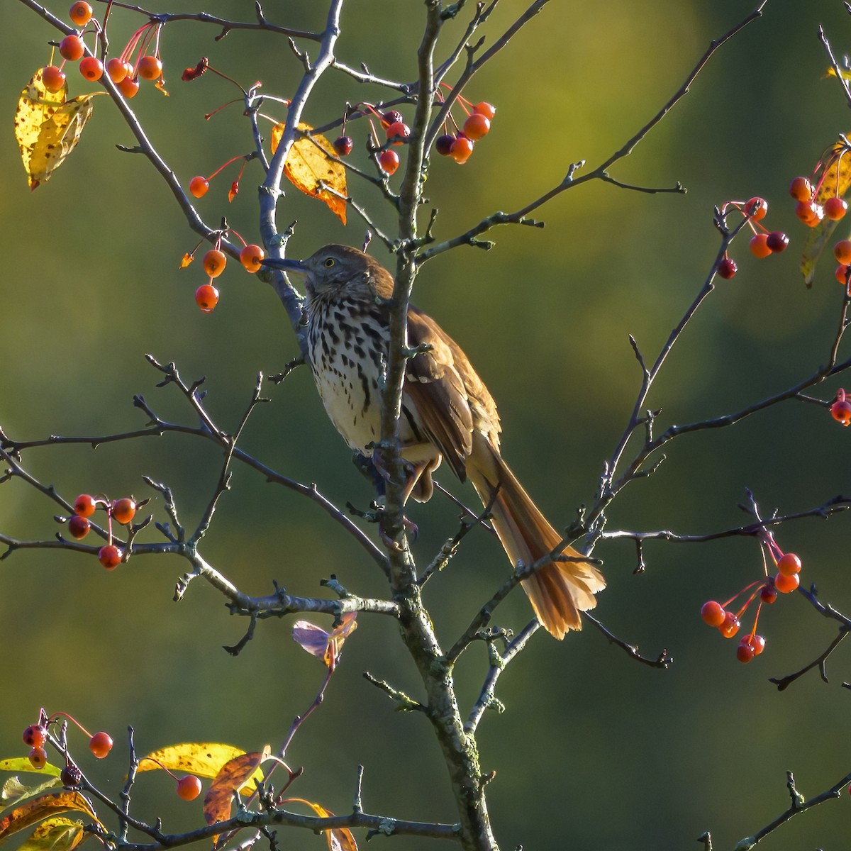 brunspottefugl - ML643938443