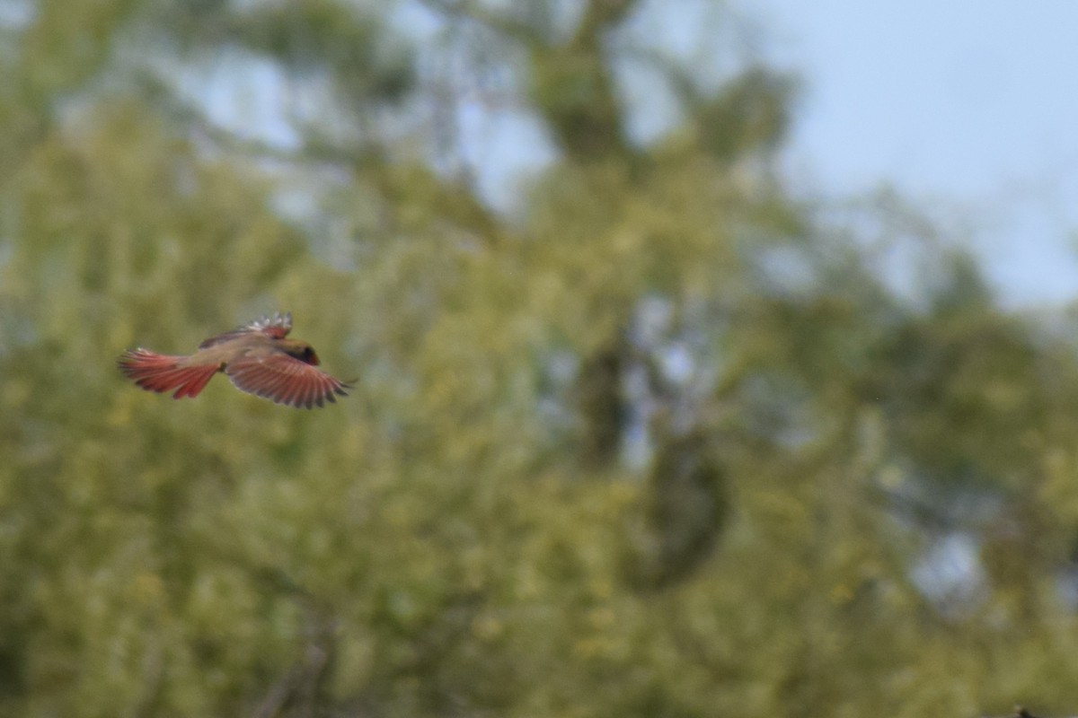 Northern Cardinal (Common) - ML643938458